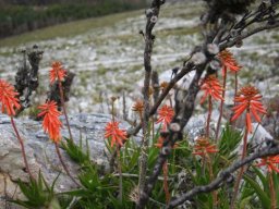 Aloiampelos juddii flowering red orange